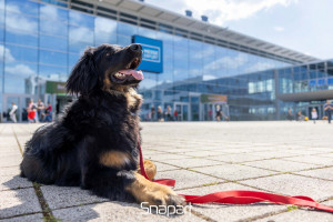 19. Internationale Rassehunde-Ausstellung & 9. Rassekatzen-Ausst