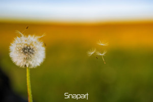 natur snapart